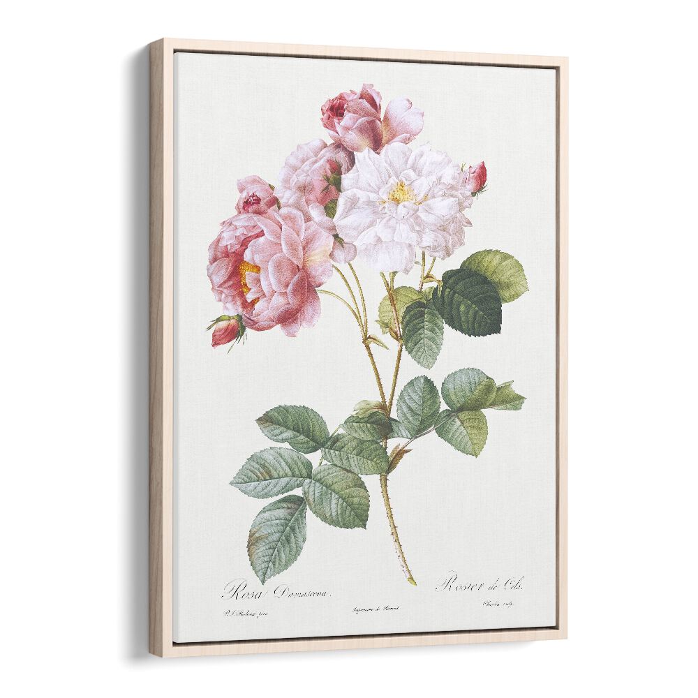 Rosa X Damascena   Botanical Flower Paintings Artwork in Oak Wood Floater Frame