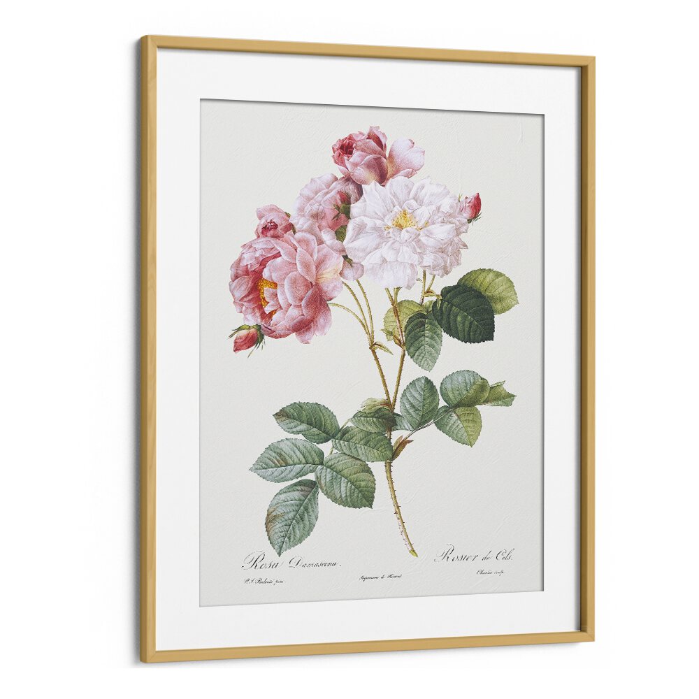 Rosa X Damascena  Botanical Flower Paintings Artwork in Oak Wood Frame With Mount