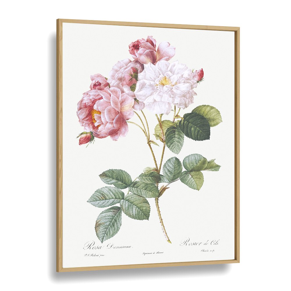 Rosa X Damascena  Botanical Flower Paintings Artwork in Oak Wood Plain Frame