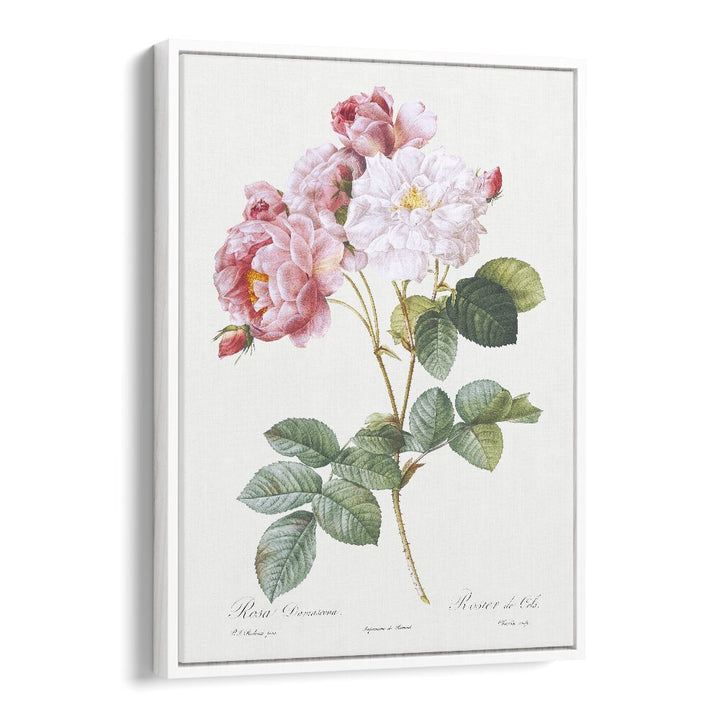 Rosa X Damascena  Botanical Flower Paintings Artwork  in White Floater Frame