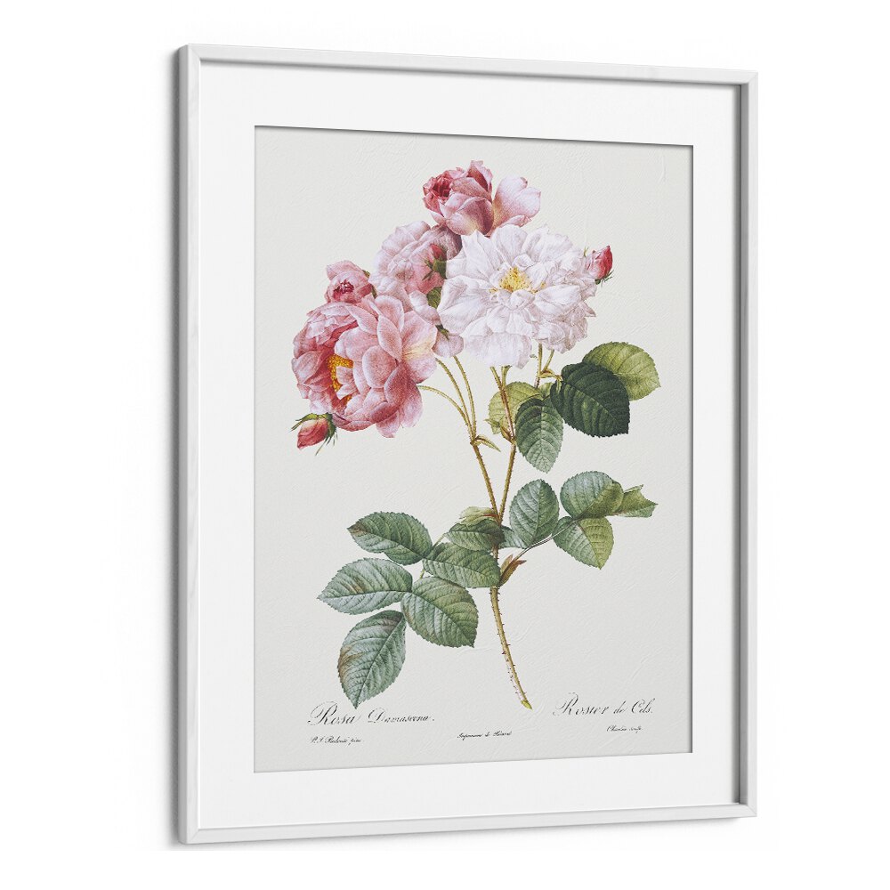 Rosa X Damascena  Botanical Flower Paintings Paintings Artwork  in White frame With Mount