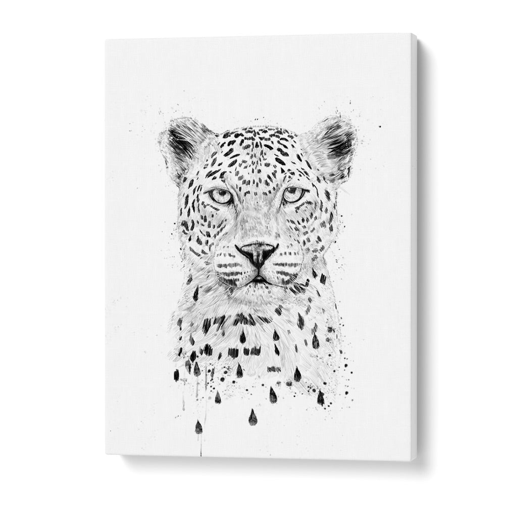 Raining Again By Balazs Solti Wildlife Art Prints in Gallery Wrap