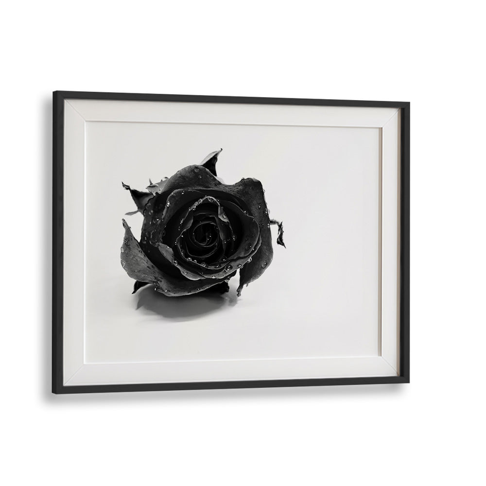 Rose Noir by David Drake Fine Art Photography Fashion Photography in Black Frame With Mount