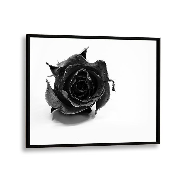 Rose Noir by David Drake Fine Art Photography Fashion Photography in Black Plain Frame