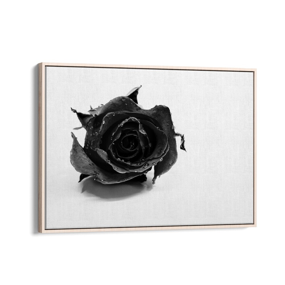 Rose Noir by David Drake Fine Art Photography Fashion Photography in Oak Wood Floater Frame