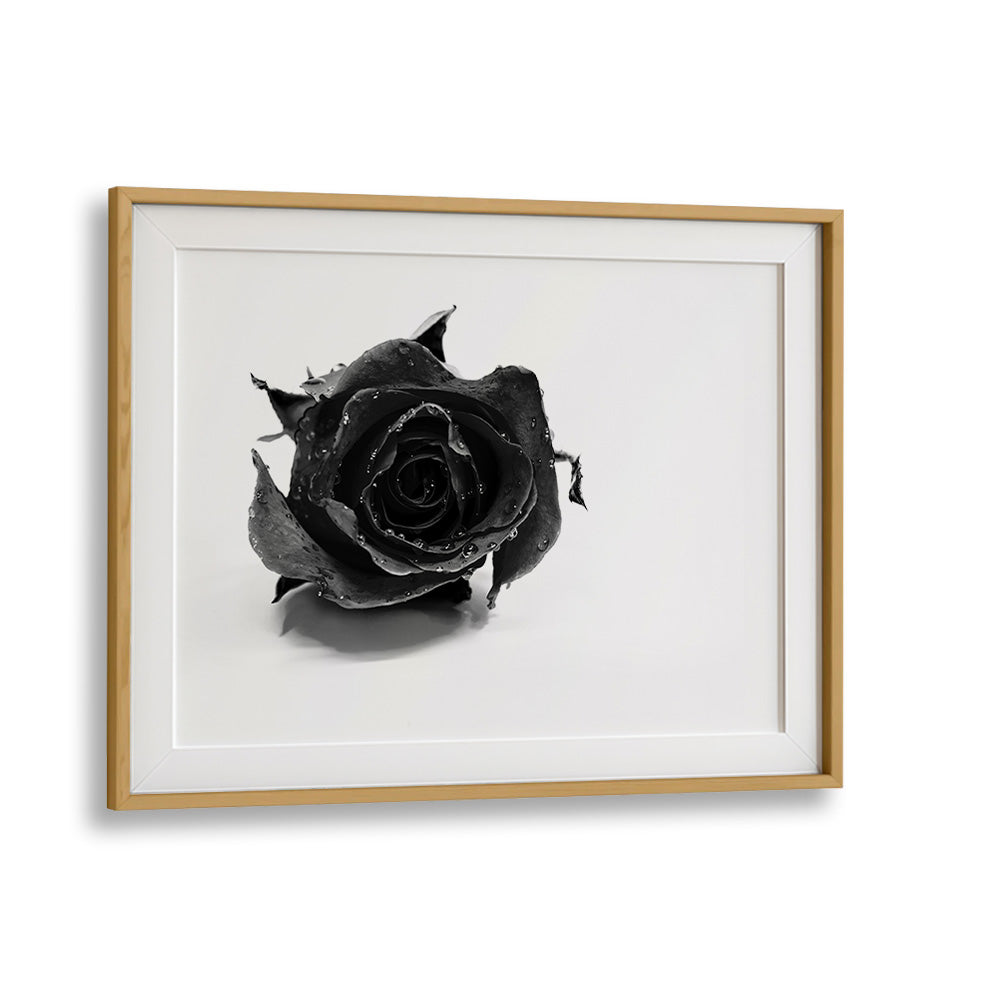 Rose Noir by David Drake Fine Art Photography Fashion Photography in Oak Wood Frame With Mount