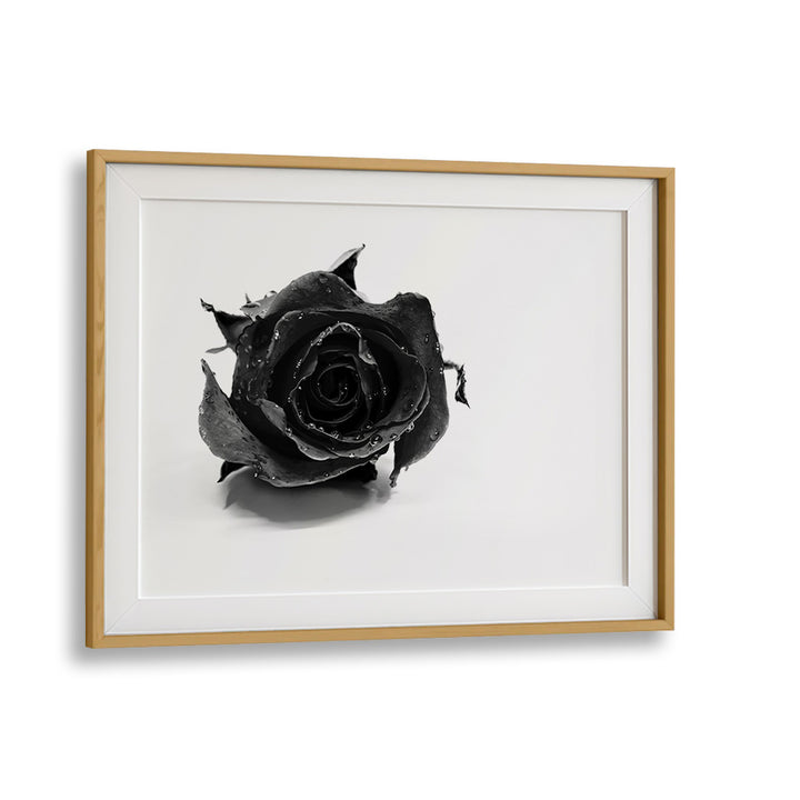 Rose Noir by David Drake Fine Art Photography Fashion Photography in Oak Wood Frame With Mount