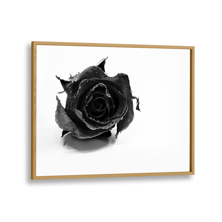 Rose Noir by David Drake Fine Art Photography Fashion Photography in Oak Wood Plain Frame