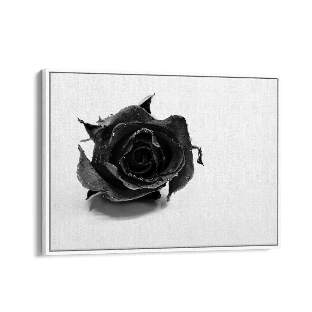 Rose Noir by David Drake Fine Art Photography Fashion Photography in White Floater Frame