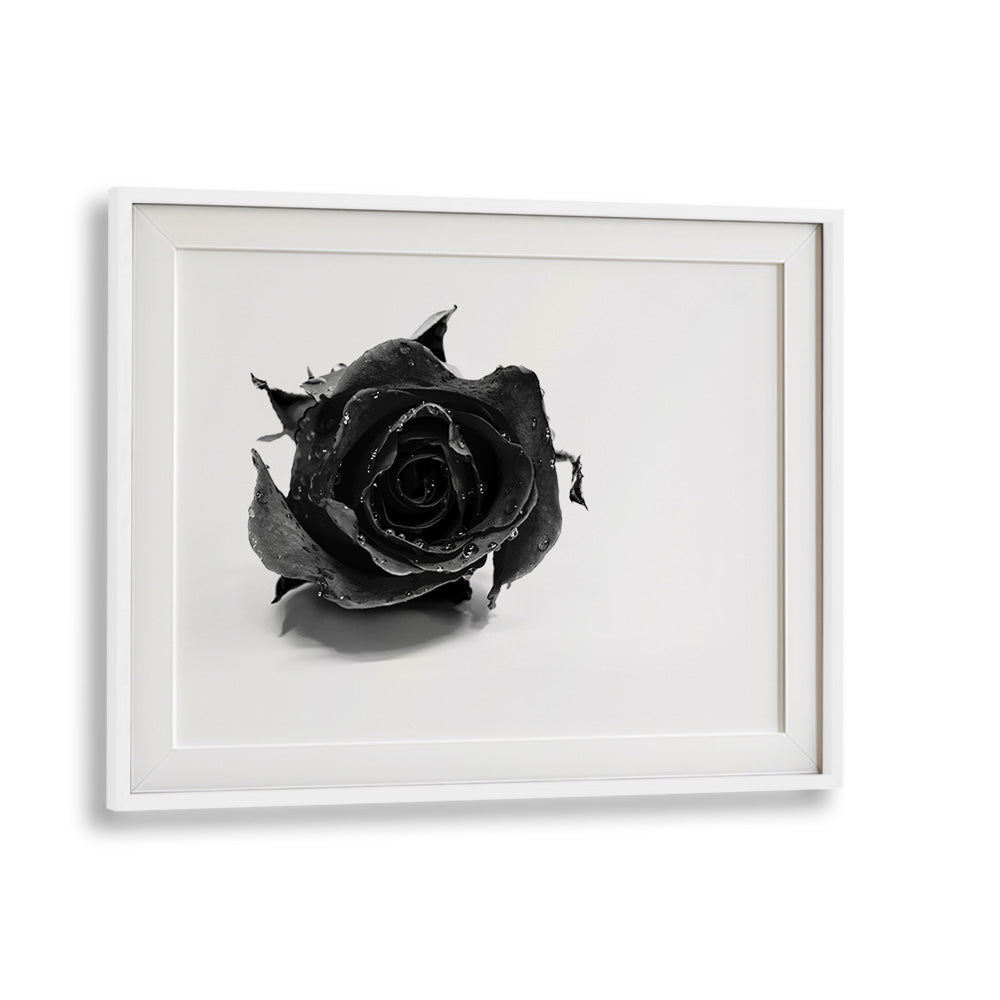 Rose Noir by David Drake Fine Art Photography Fashion Photography in White Frame With Mount