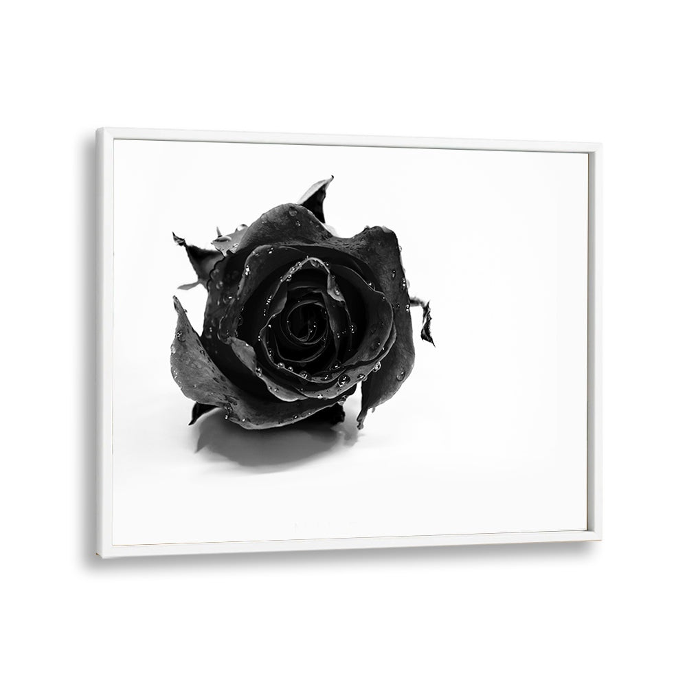 Rose Noir by David Drake Fine Art Photography Fashion Photography in White Plain Frame