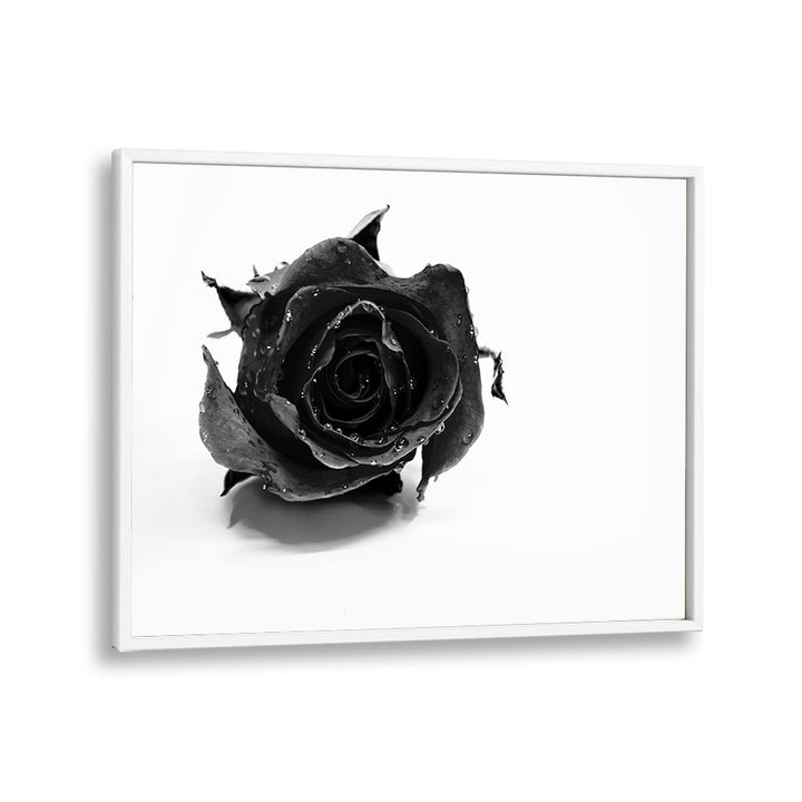 Rose Noir by David Drake Fine Art Photography Fashion Photography in White Plain Frame