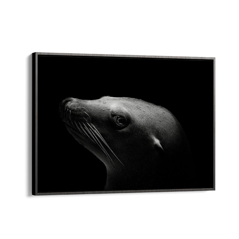 SEA LION WILDLIFE PHOTOGRAPHY in Black Floater Frame