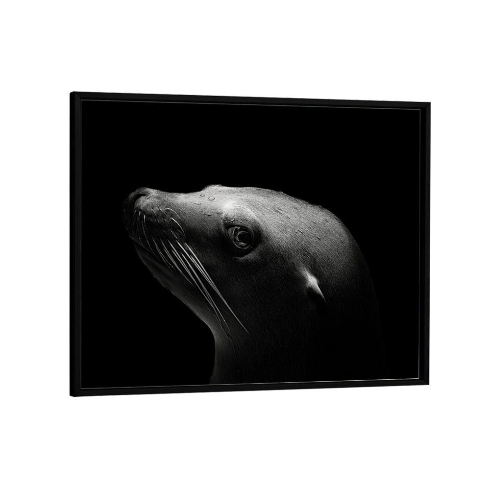 SEA LION WILDLIFE PHOTOGRAPHY in Black Plain Frame