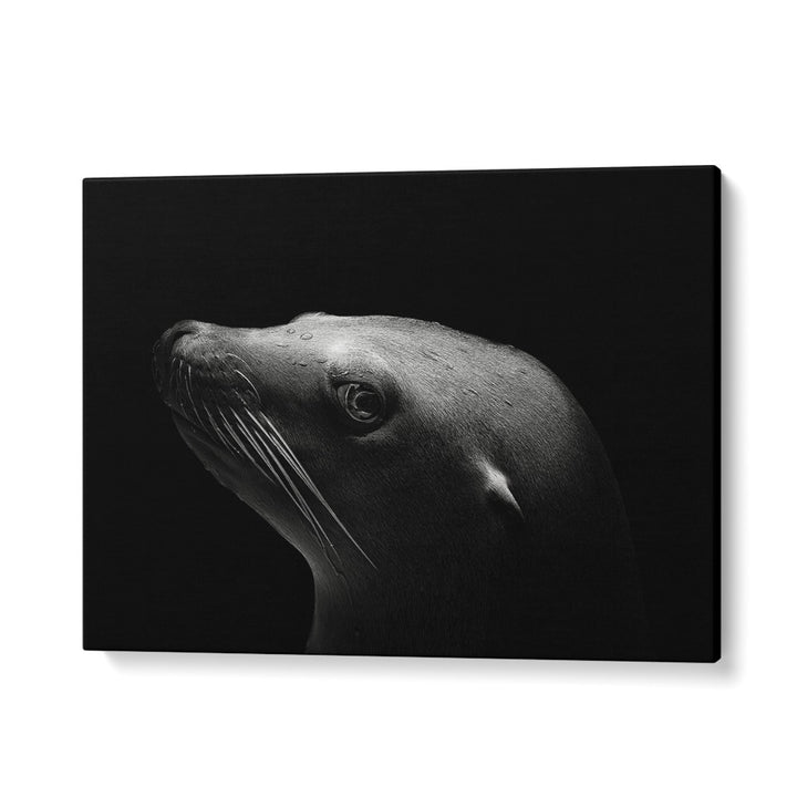 SEA LION WILDLIFEPHOTOGRAPHY in Gallery Wrap