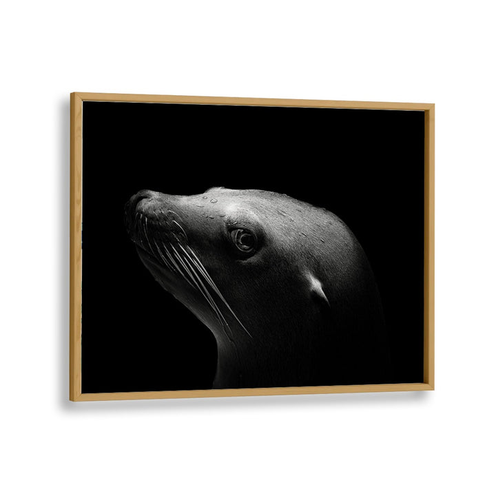 SEA LION WILDLIFE PHOTOGRAPHY in Oak Wood Plain Frame