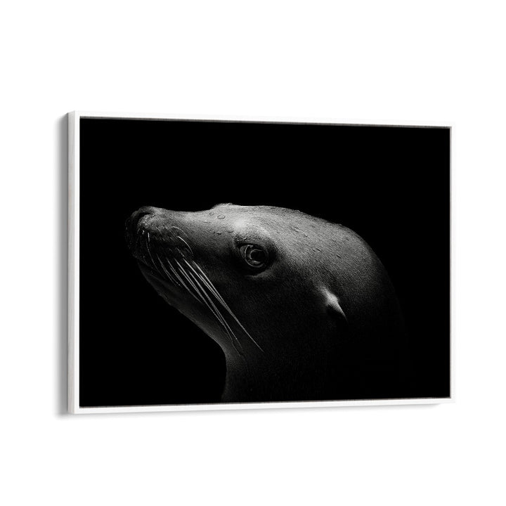 SEA LION WILDLIFE PHOTOGRAPHY in White Floater Frame