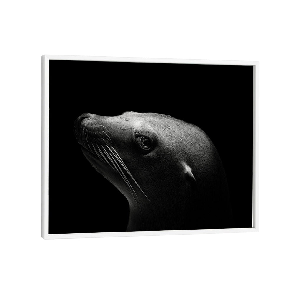 SEA LION WILDLIFE PHOTOGRAPHY in White Plain Frame