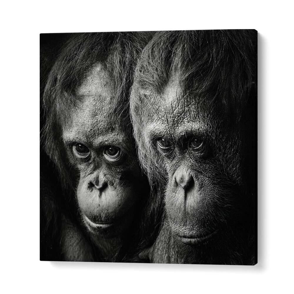 SOMETHING YOU SAID WILDLIFE PHOTOGRAPHY in Gallery Wrap