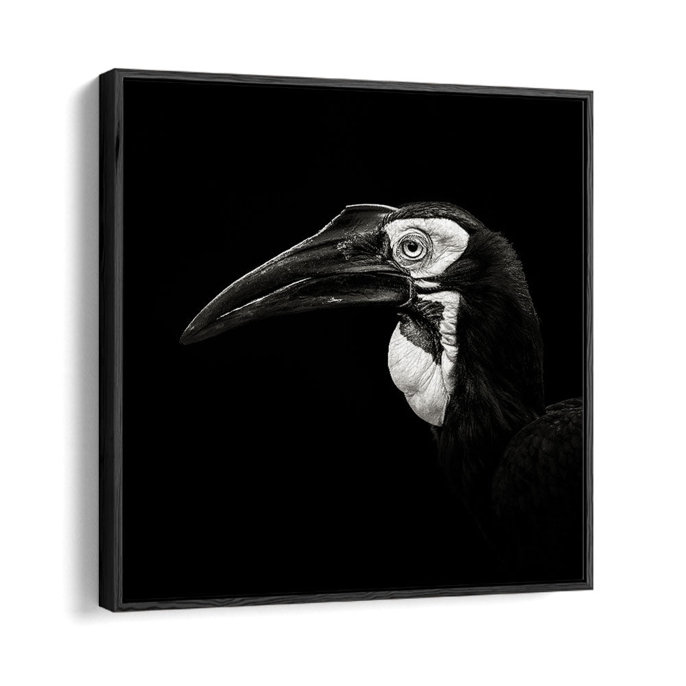 SOUTHERN GROUND HORNBILL WILDLIFE PHOTOGRAPHY in Black Floater Frame