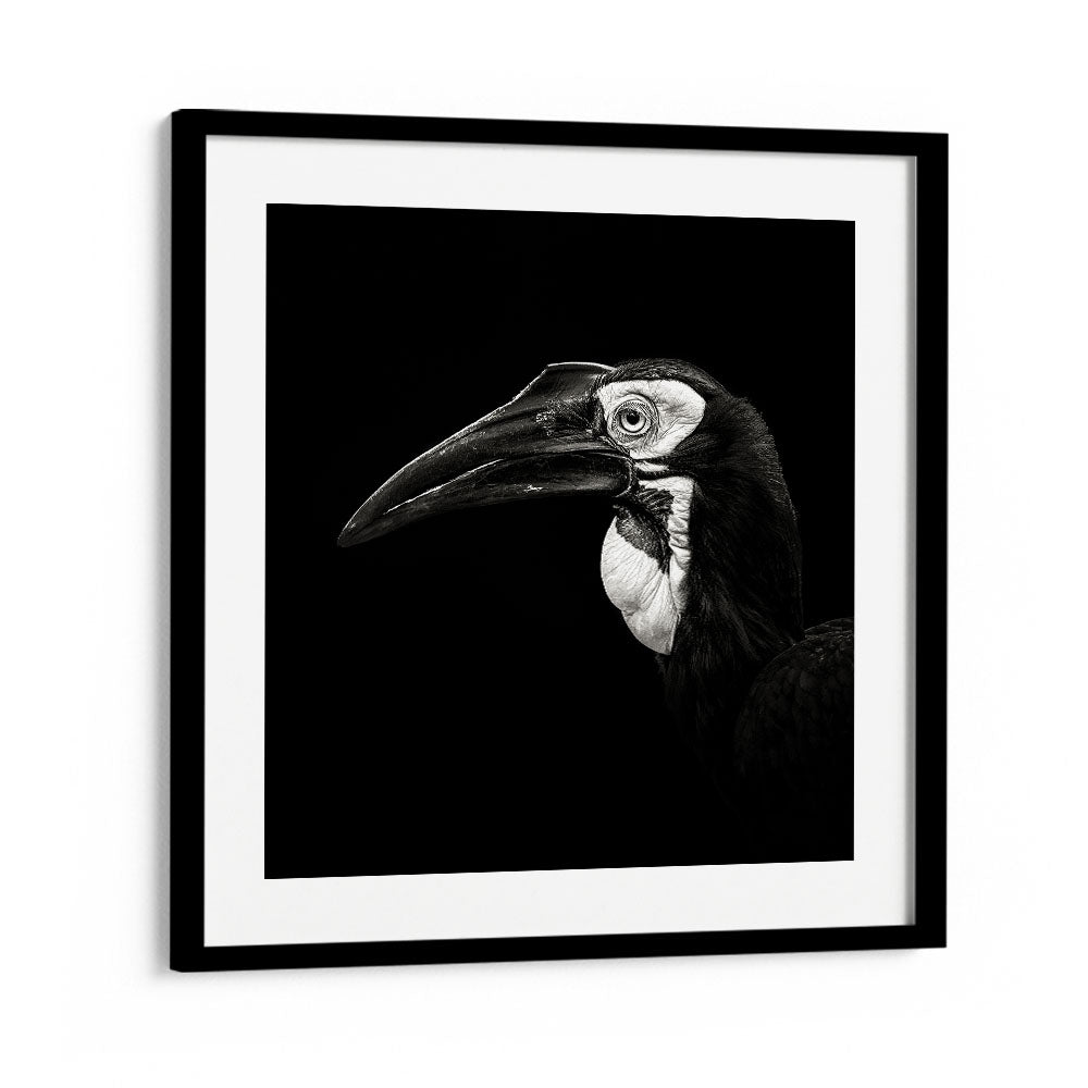 SOUTHERN GROUND HORNBILL WILDLIFE PHOTOGRAPHY in Black Frame With Mount