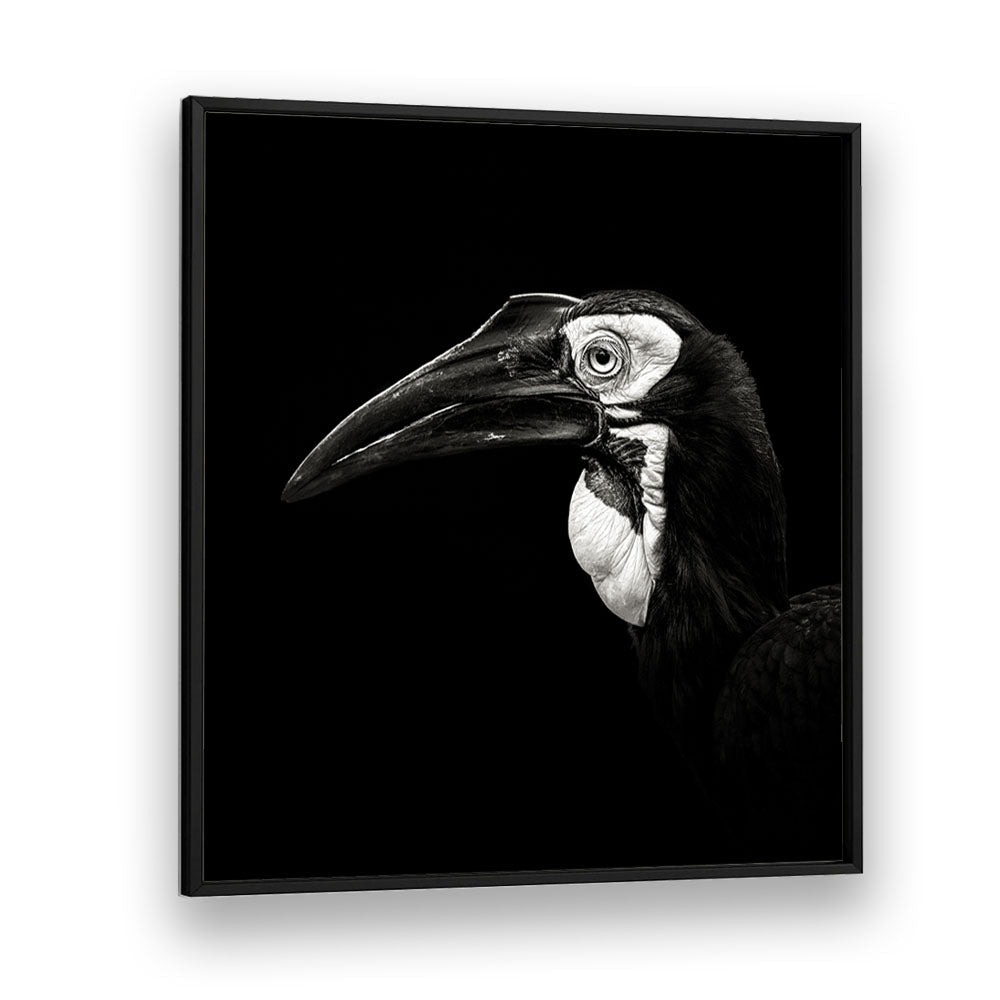 SOUTHERN GROUND HORNBILL WILDLIFE PHOTOGRAPHY in Black Plain Frame