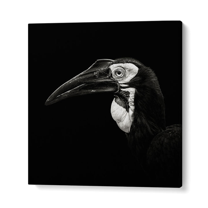 SOUTHERN GROUND HORNBILL WILDLIFE PHOTOGRAPHY in Gallery Wrap