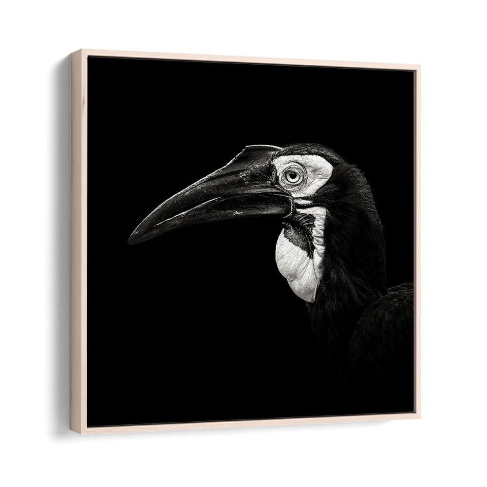 SOUTHERN GROUND HORNBILL WILDLIFE PHOTOGRAPHY in Oak Wood Floater Frame