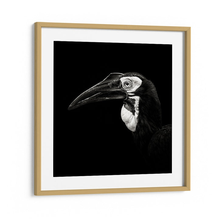 SOUTHERN GROUND HORNBILL WILDLIFE PHOTOGRAPHY in Oak Wood Frame With Mount