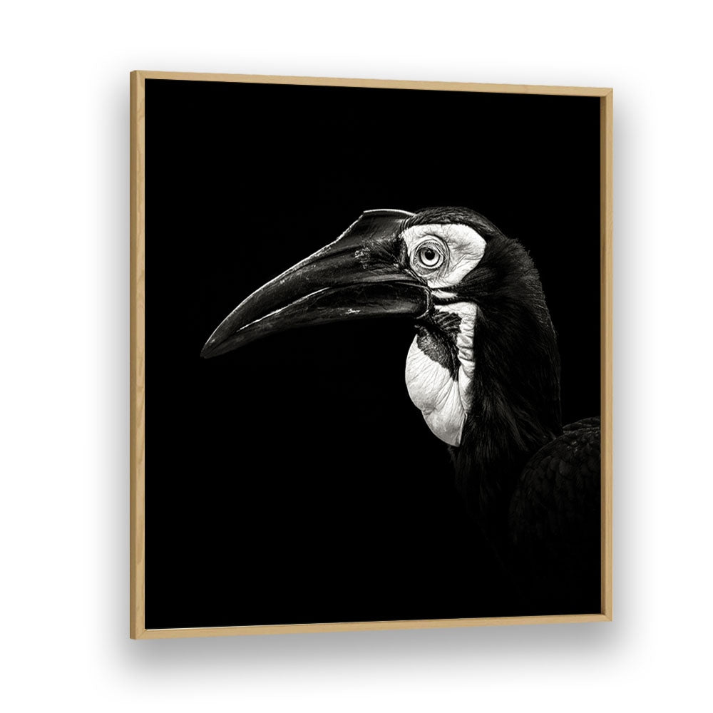 SOUTHERN GROUND HORNBILL WILDLIFE PHOTOGRAPHY in Oak Wood Plain Frame