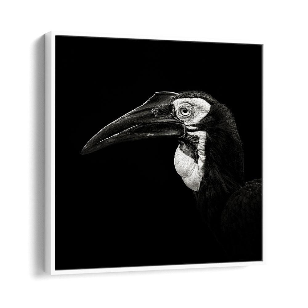 SOUTHERN GROUND HORNBILL WILDLIFE PHOTOGRAPHY in White Floater Frame