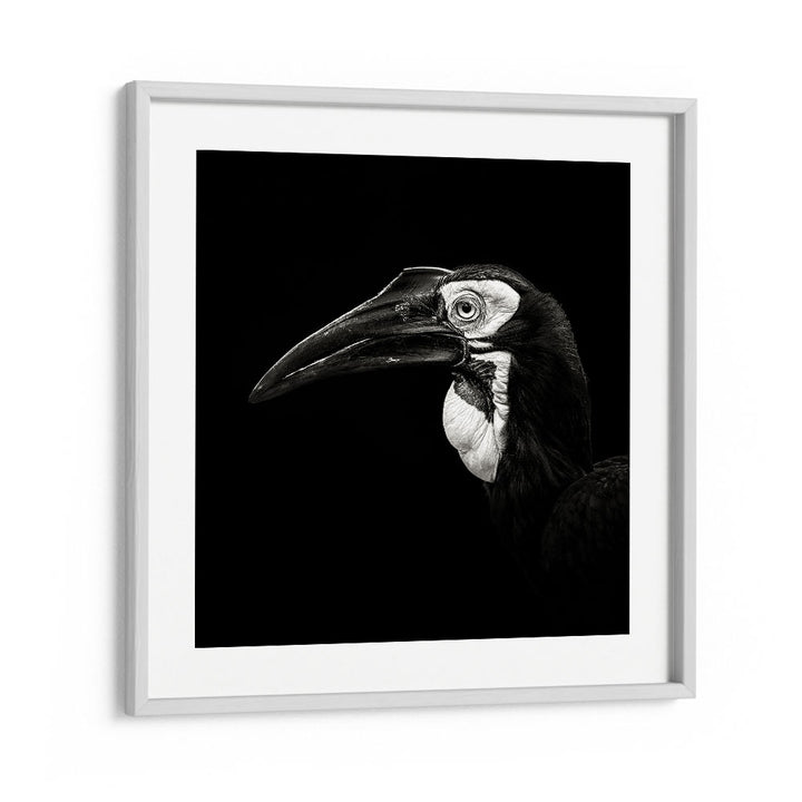 SOUTHERN GROUND HORNBILL WILDLIFE PHOTOGRAPHY in White Frame With Mount