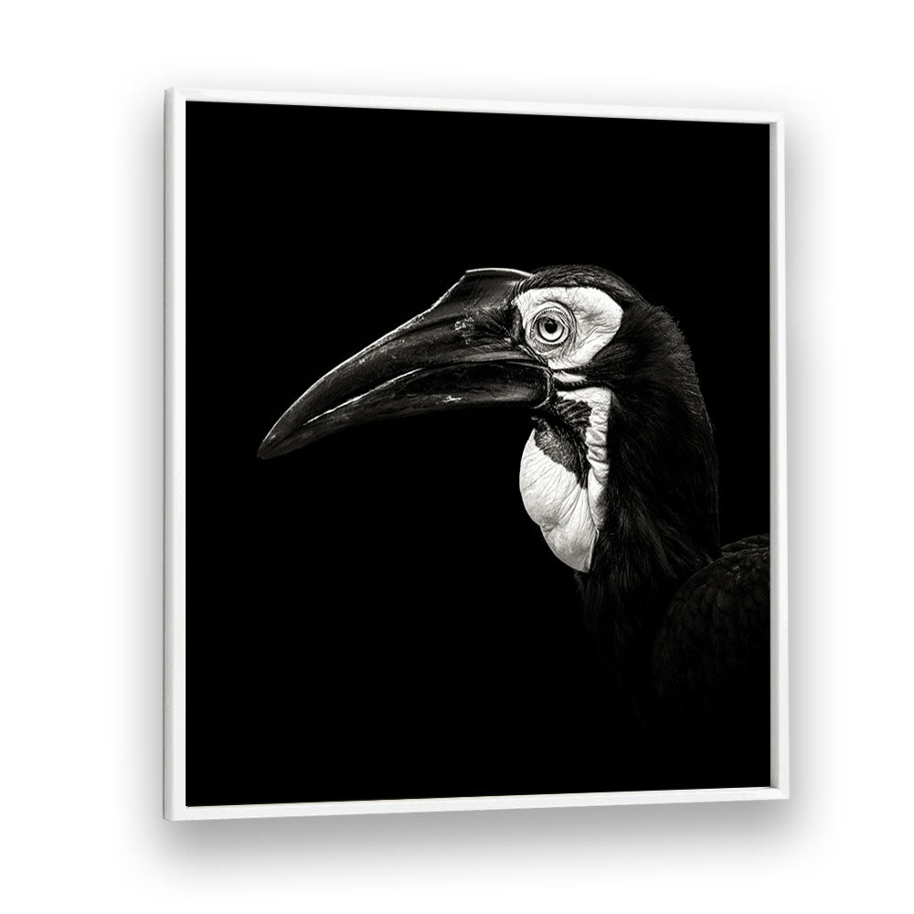 SOUTHERN GROUND HORNBILL WILDLIFE PHOTOGRAPHY in White Plain Frame