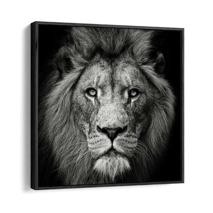 STARE ME DOWN WILDLIFE PHOTOGRAPHY in Black Floater Frame