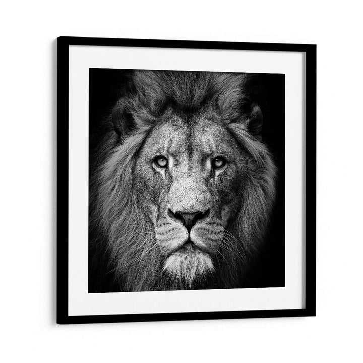 STARE ME DOWN WILDLIFE PHOTOGRAPHY in Black Frame With Mount