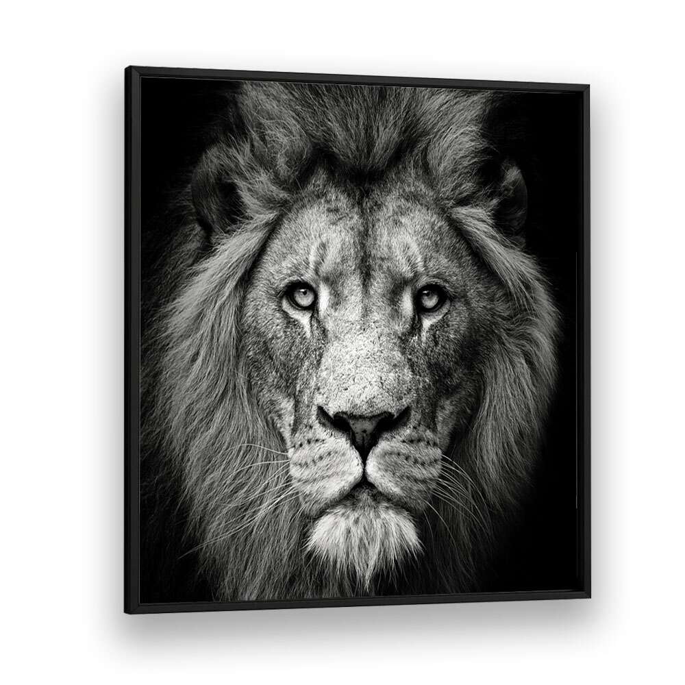 STARE ME DOWN WILDLIFE PHOTOGRAPHY in Black Plain Frame