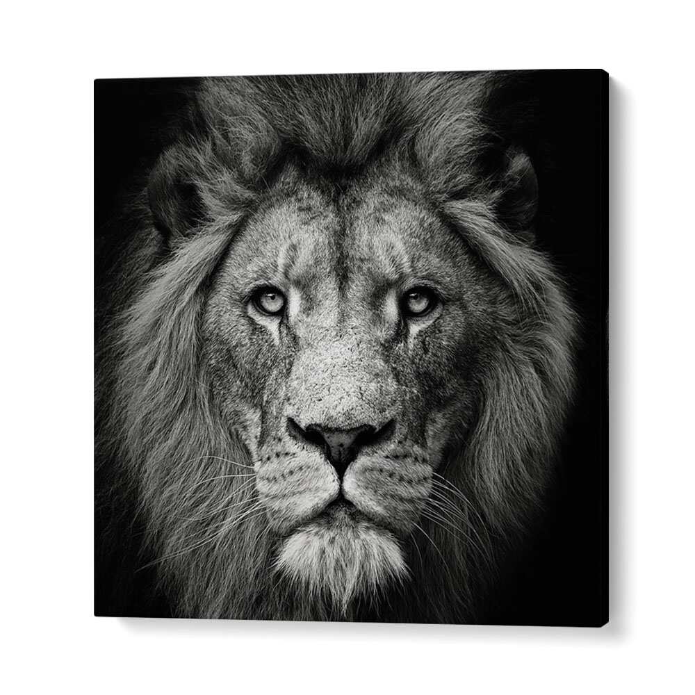 STARE ME DOWN WILDLIFE PHOTOGRAPHY in Gallery Wrap