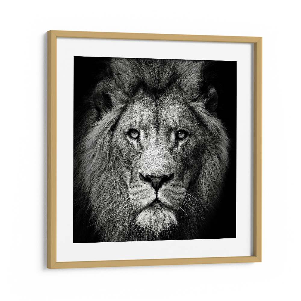 STARE ME DOWN WILDLIFE PHOTOGRAPHY in Oak Wood Frame With Mount