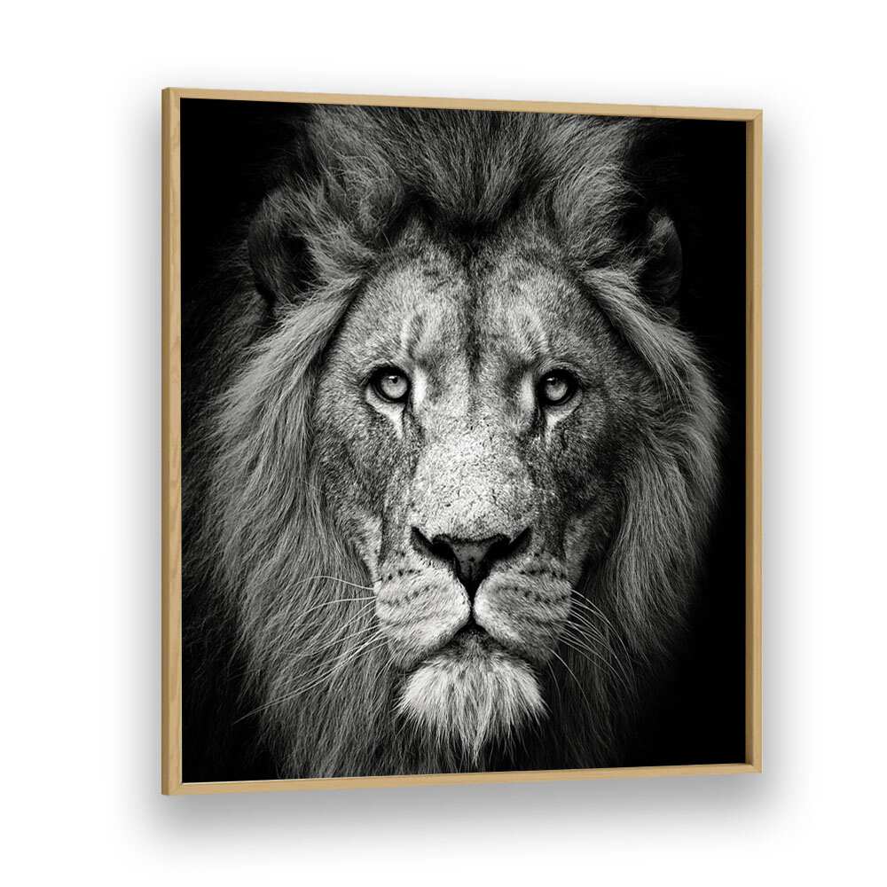 STARE ME DOWN WILDLIFE PHOTOGRAPHY in Oak Wood Plain Frame