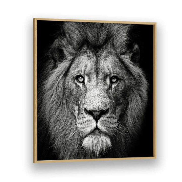 STARE ME DOWN WILDLIFE PHOTOGRAPHY in Oak Wood Plain Frame