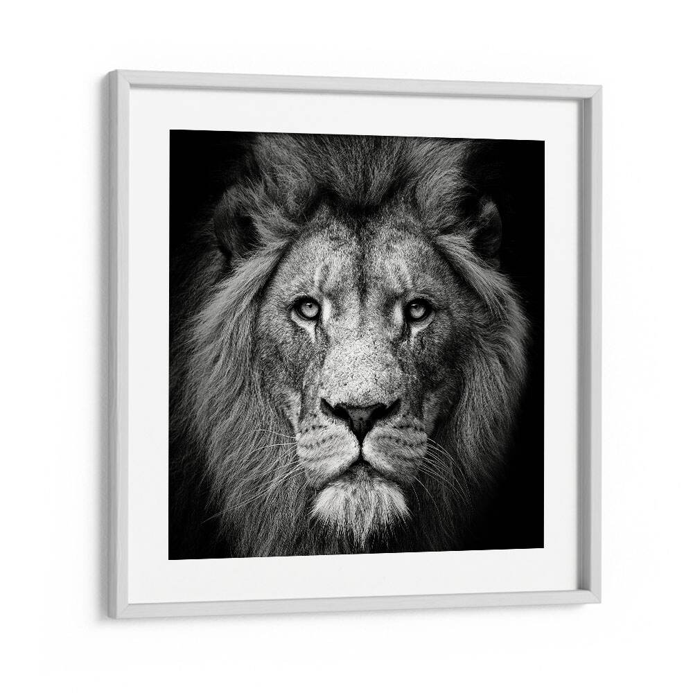 STARE ME DOWN WILDLIFE PHOTOGRAPHY in White Frame With Mount