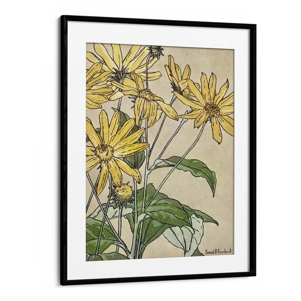 Sunflowers By Hannah Borger   Botanical Flower Paintings Artwork  in Black Frame With Mount