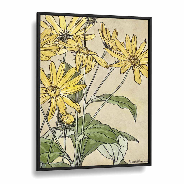 Sunflowers By Hannah Borger   Botanical Flower Paintings Artwork  in Black Plain Frame