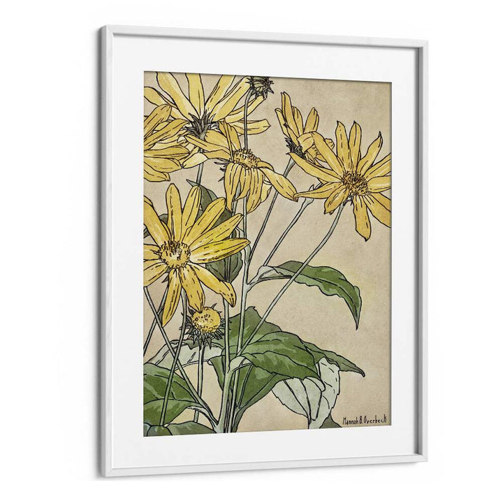 Sunflowers By Hannah Borger  Botanical Flower Paintings Paintings Artwork  in White frame With Mount