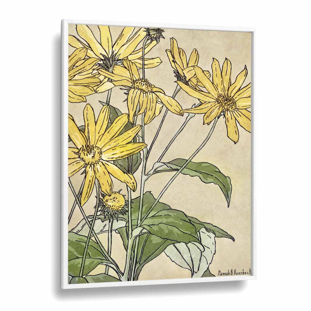 Sunflowers By Hannah Borger  Botanical Flower Paintings Artwork  in White Plain Frame