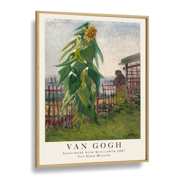 Sunlit Bounty Allotment With Sunflower, 1887 Vincent Van Gogh art painting Artwork in Oak Wood Plain Frame