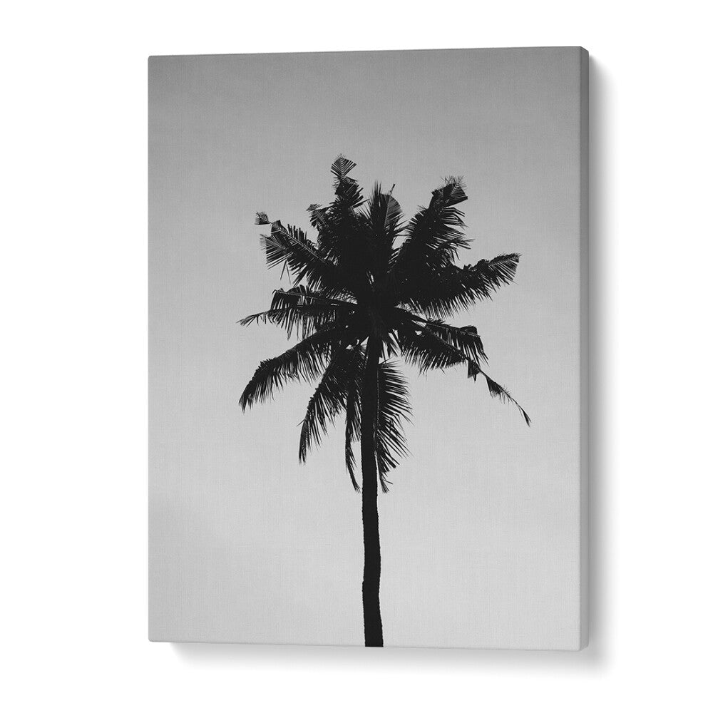 Shadowed Tropics Beach Prints Coastal Wall Art in Gallery Wrap