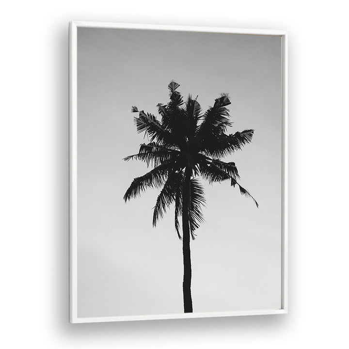 Shadowed Tropics Beach Prints Coastal Wall Art in White Plain Frame