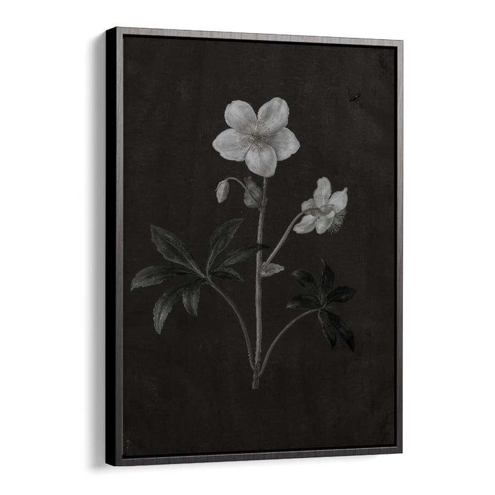 Spectral Petals ii Gothic Wall Art Prints in Black Floater Frame