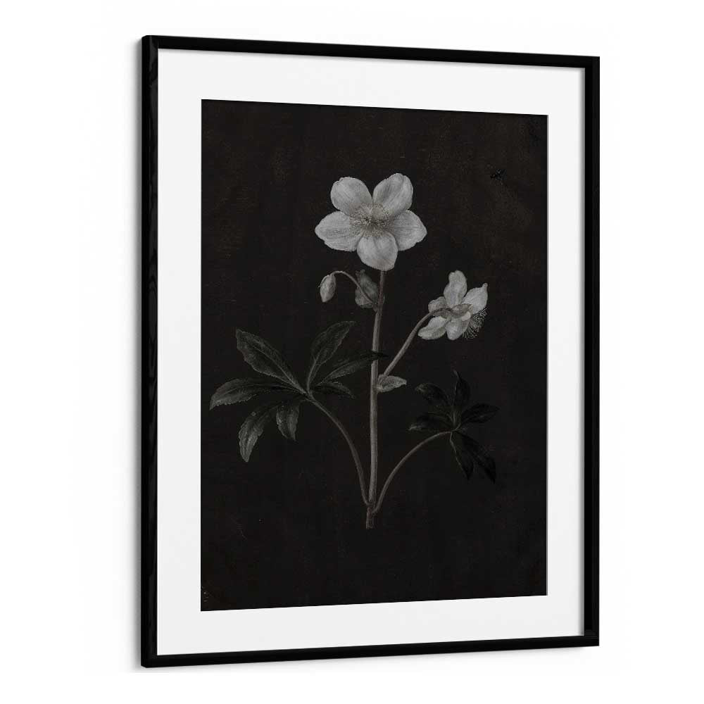 Spectral Petals ii Gothic Wall Art Prints in Black Frame With Mount